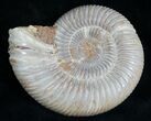 Perisphinctes Ammonite - Jurassic #7378-2